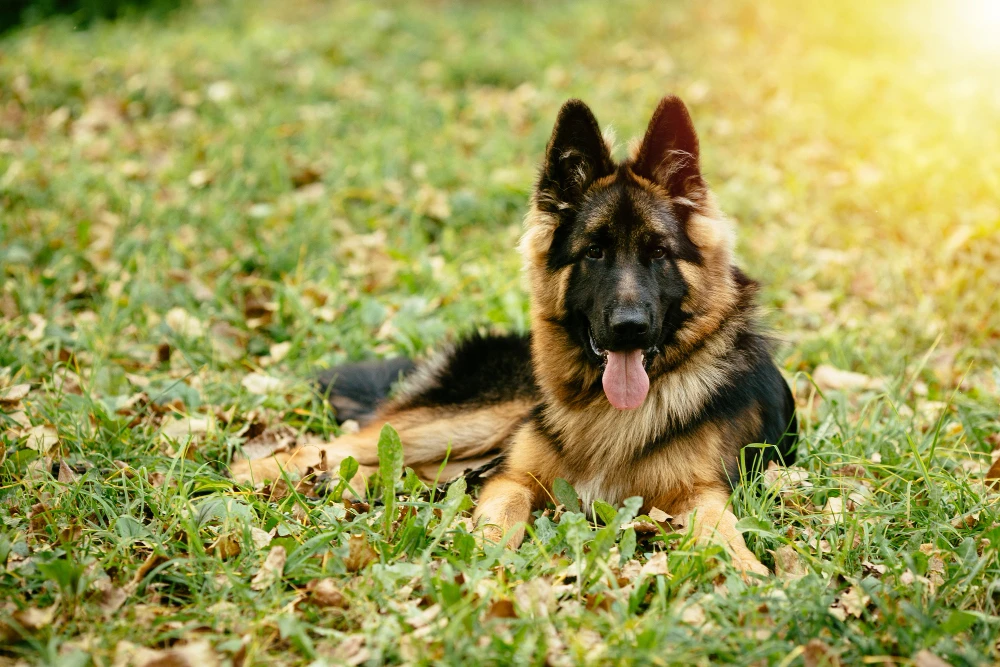 Want a Female German Shepherd