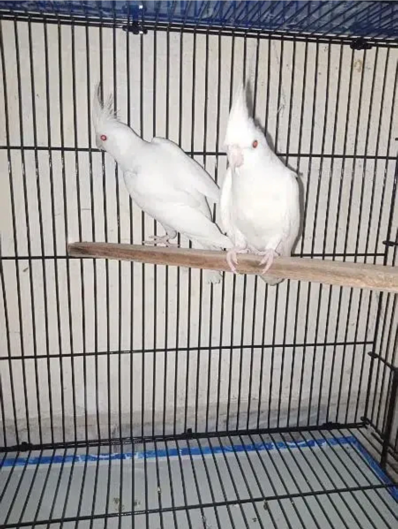 Red Eye Cockatiels Pair