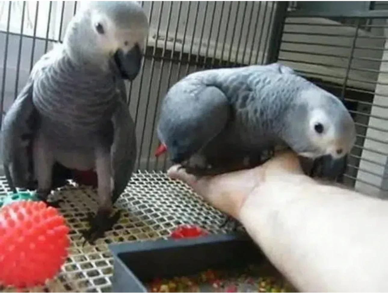 African grey parrot (pair)