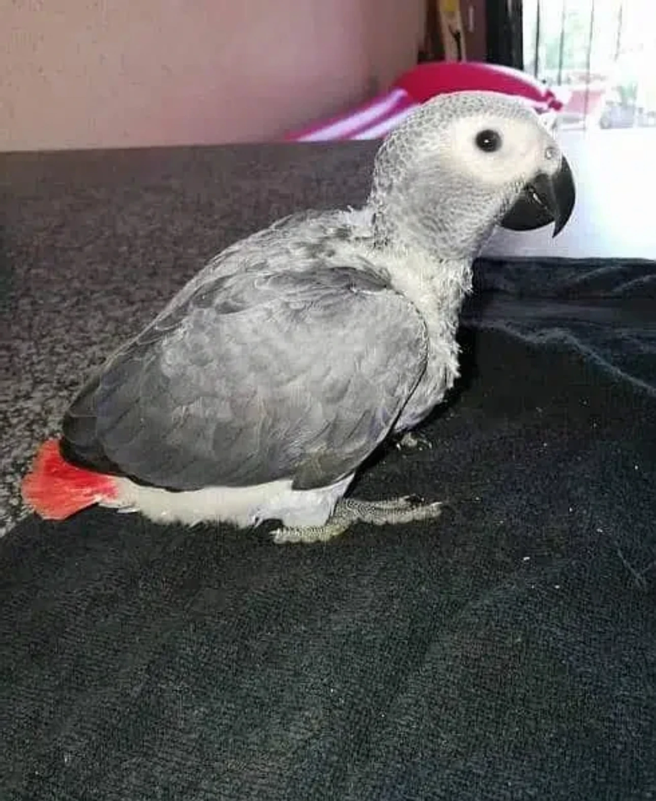 African grey Parrot