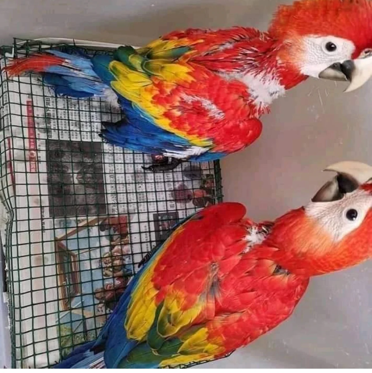 Red and Blue Macaws