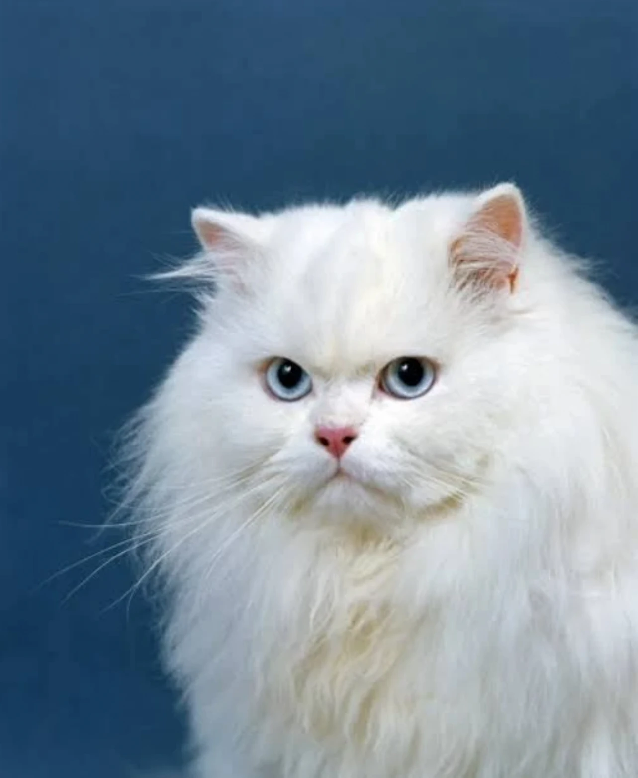 Persian Cat