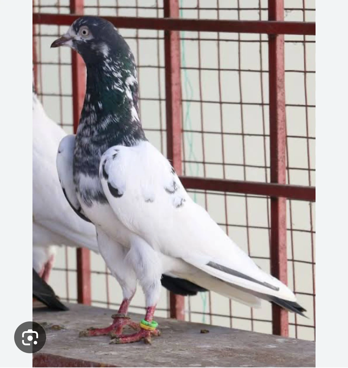 Need male teddy pigeon