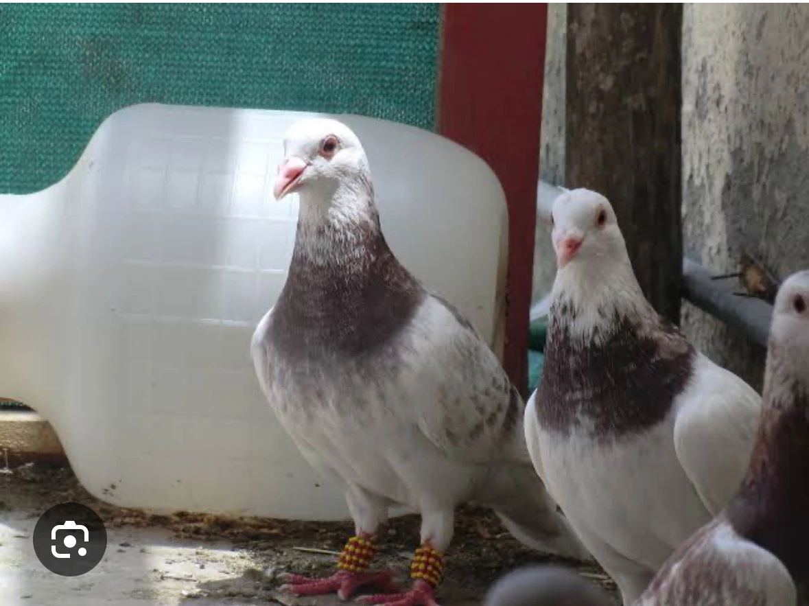 White peshawari pigeon