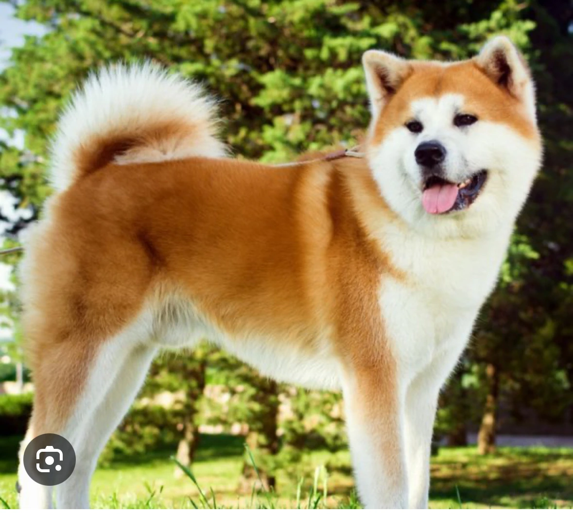 Need Akita