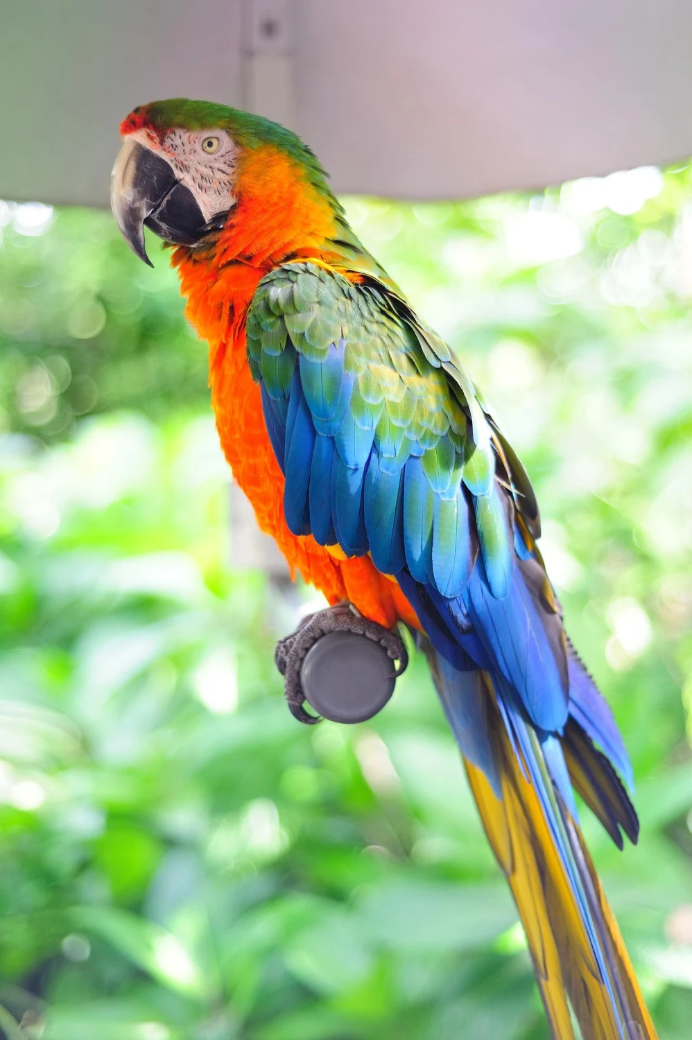 Need Blue and gold macaw parrot