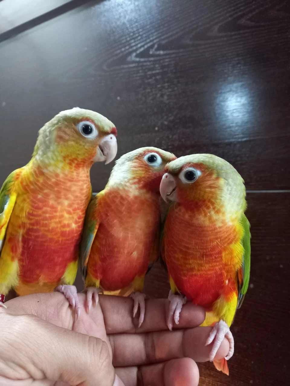 Red Conure For Sale