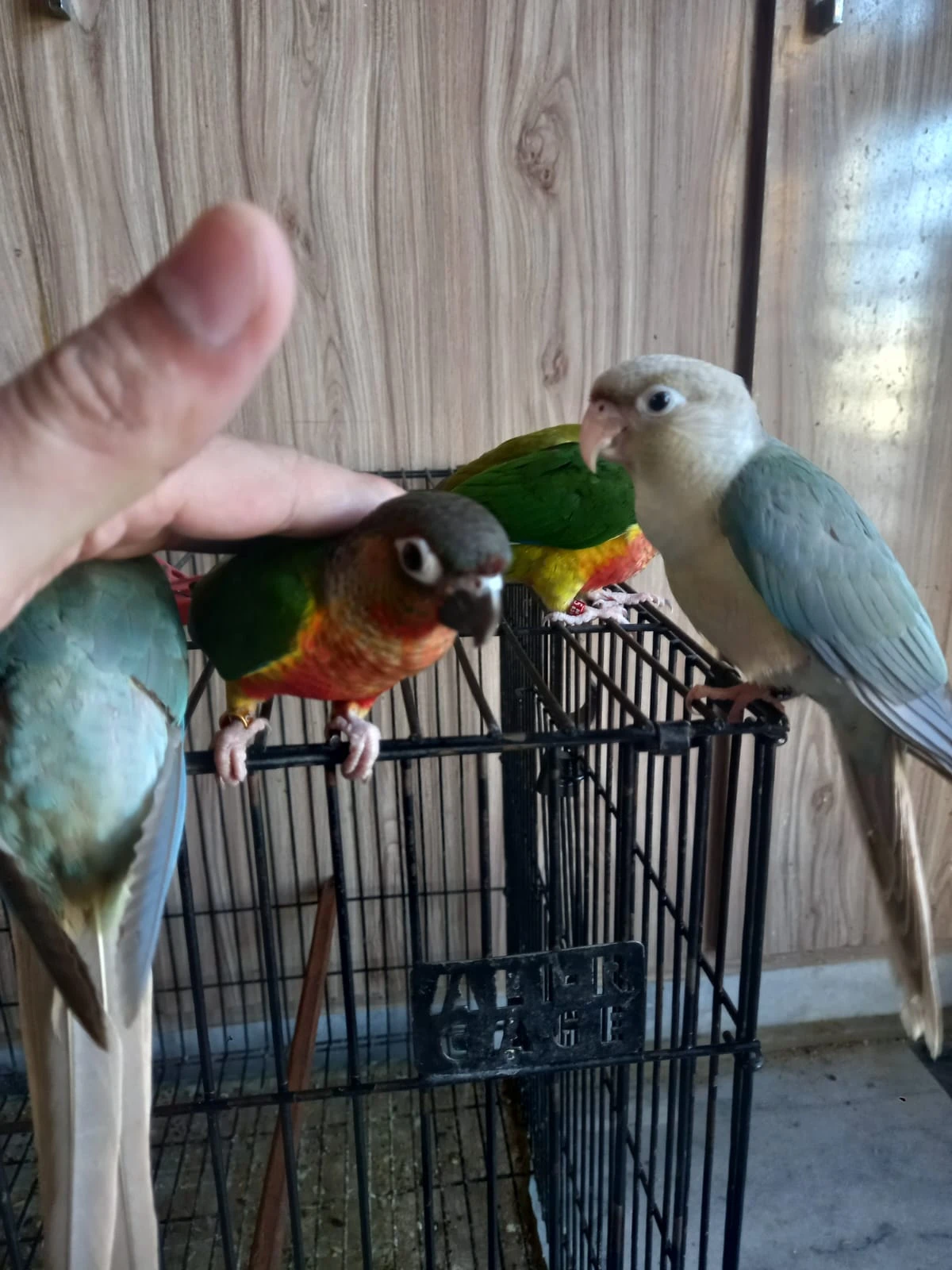 Red Pinapple Conures and Blue Conures