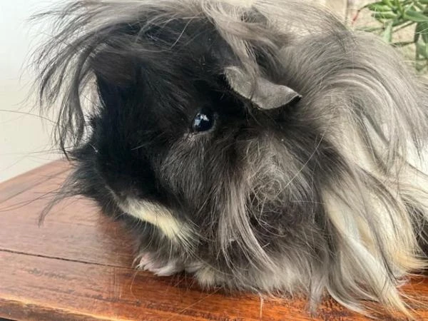 Wanted Long Hair Guinea pigs