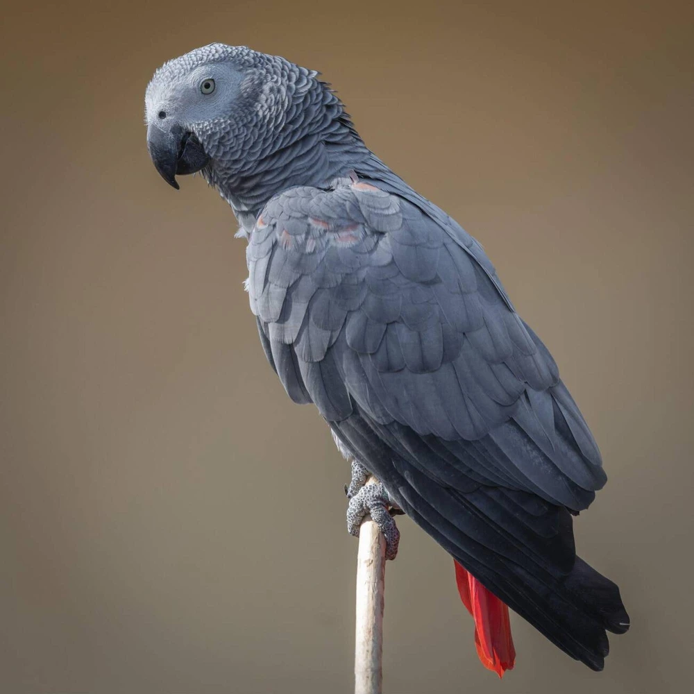 Looking for African Grey Parrot