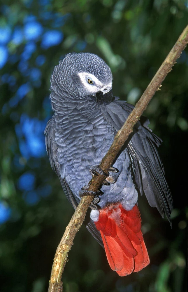 Cuddly Super Tame African Grey Parrot