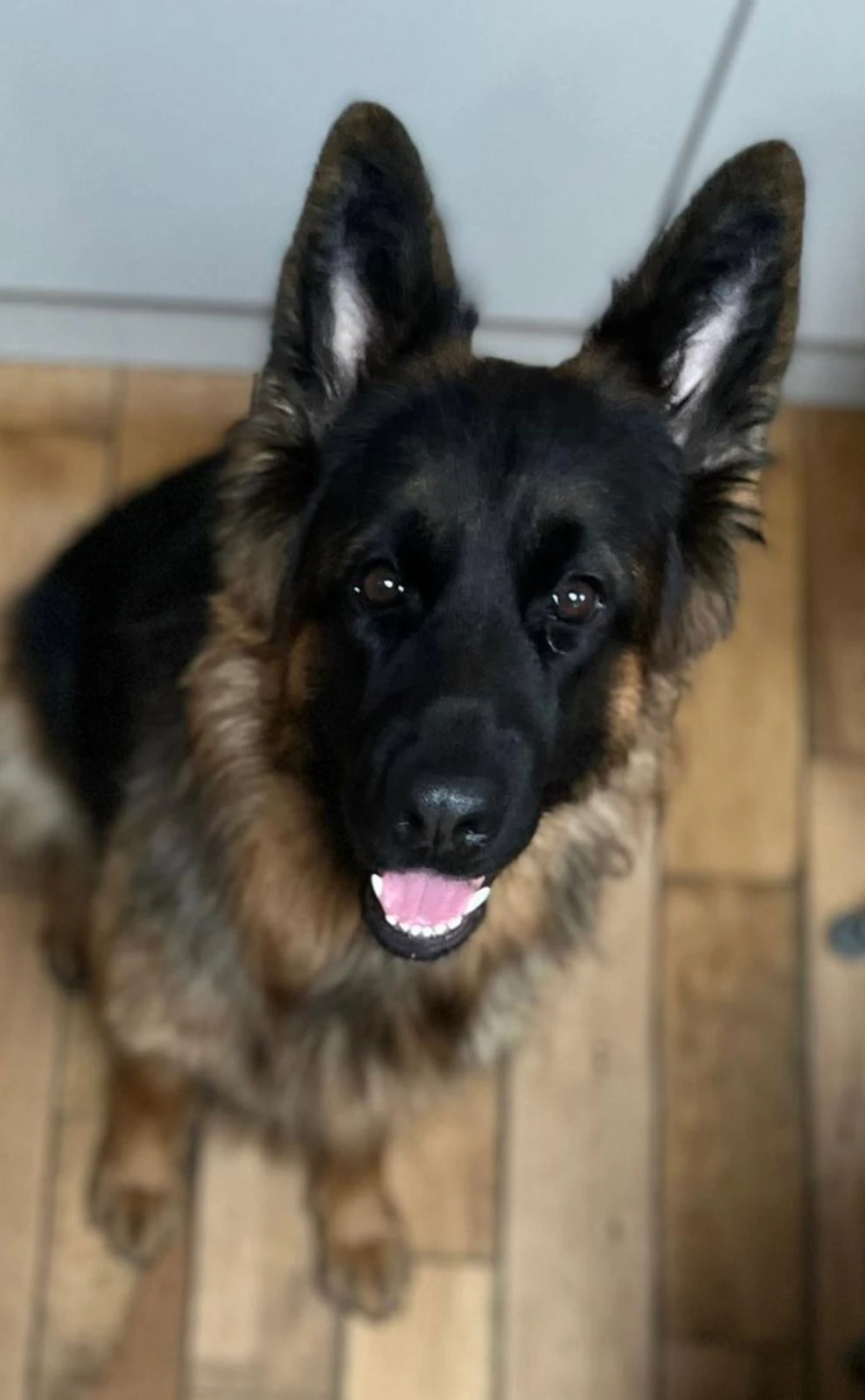 Pedigree (Female) German Shepard