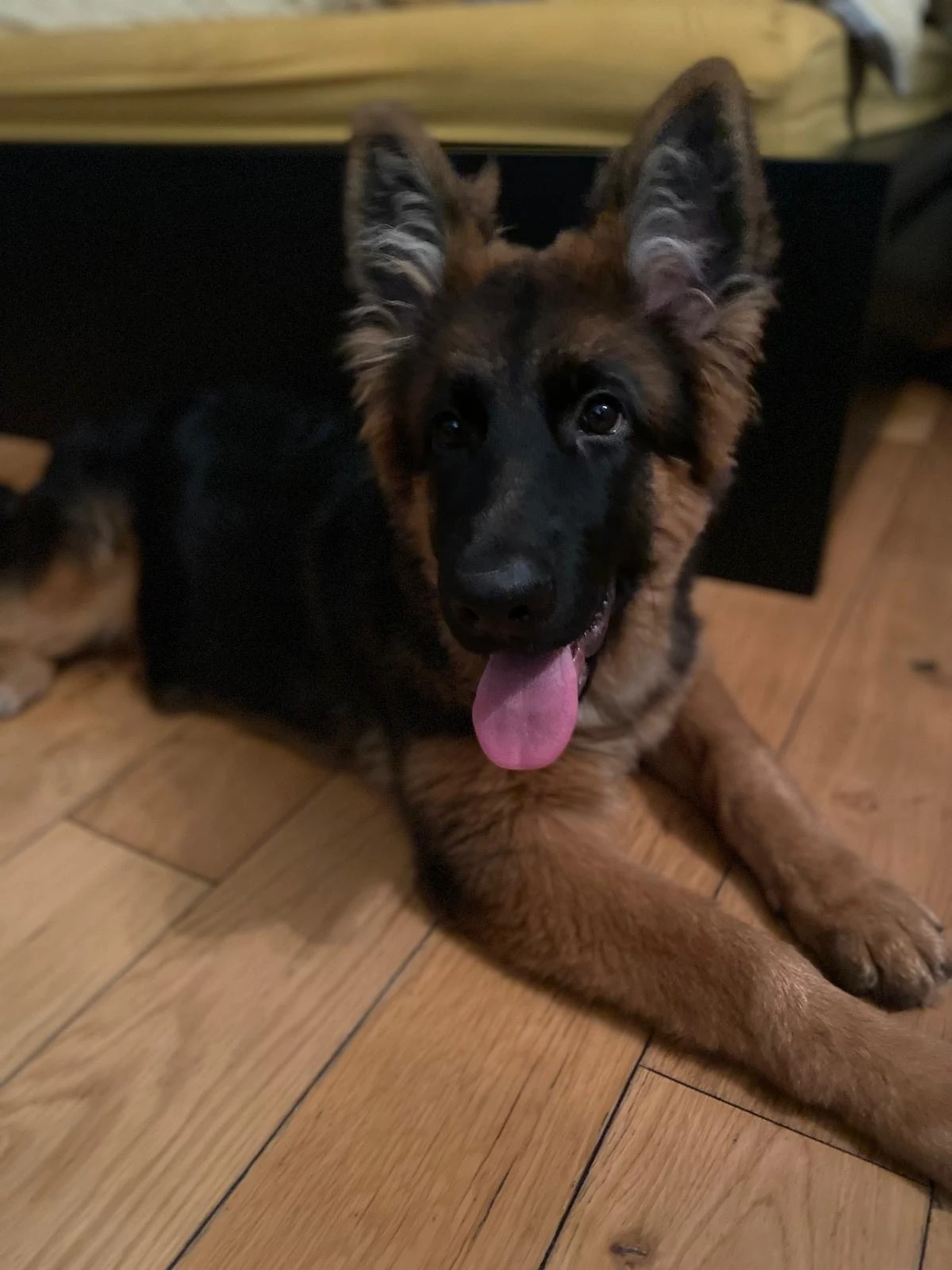 Pedigree (Female) German Shepard