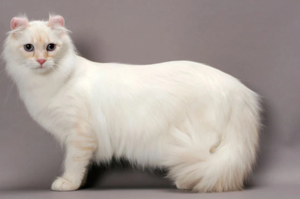 American curl