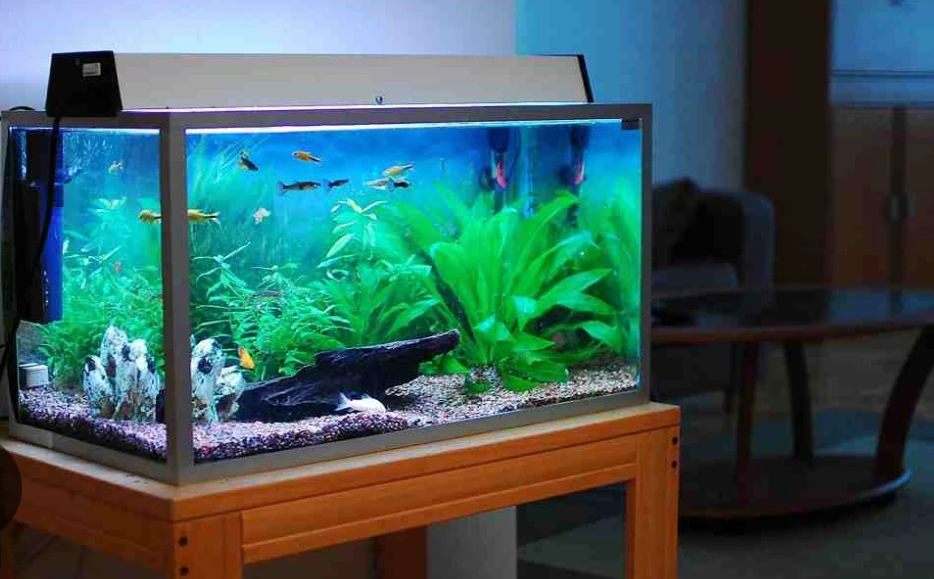 Fish aquarium