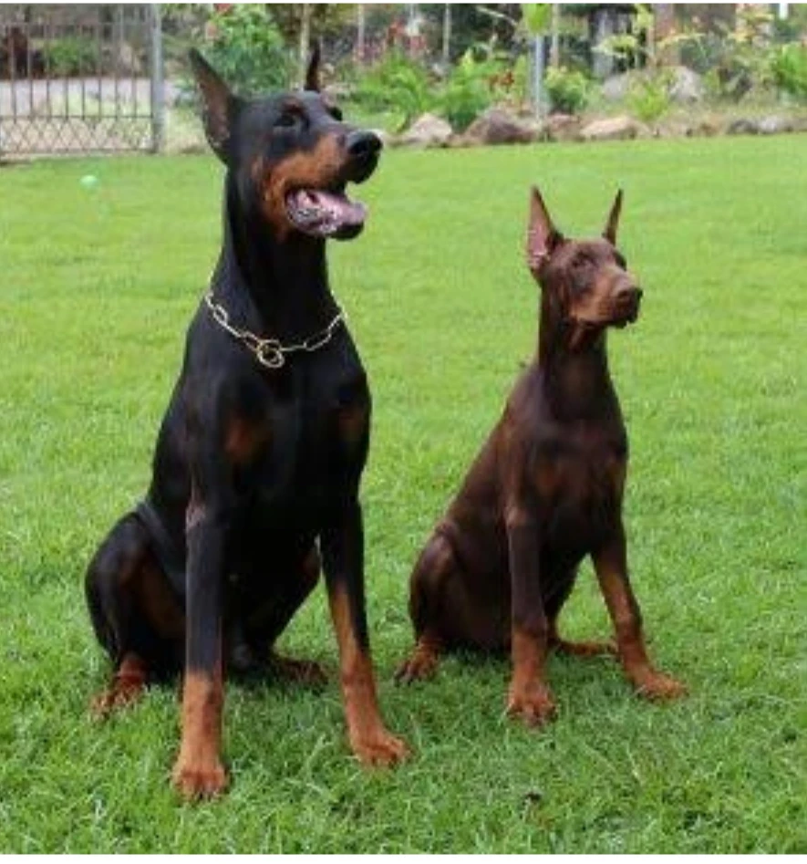 Pedigreed Doberman Pincscher