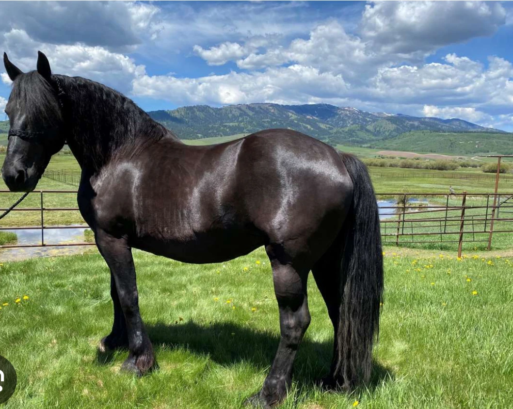 Draft horse