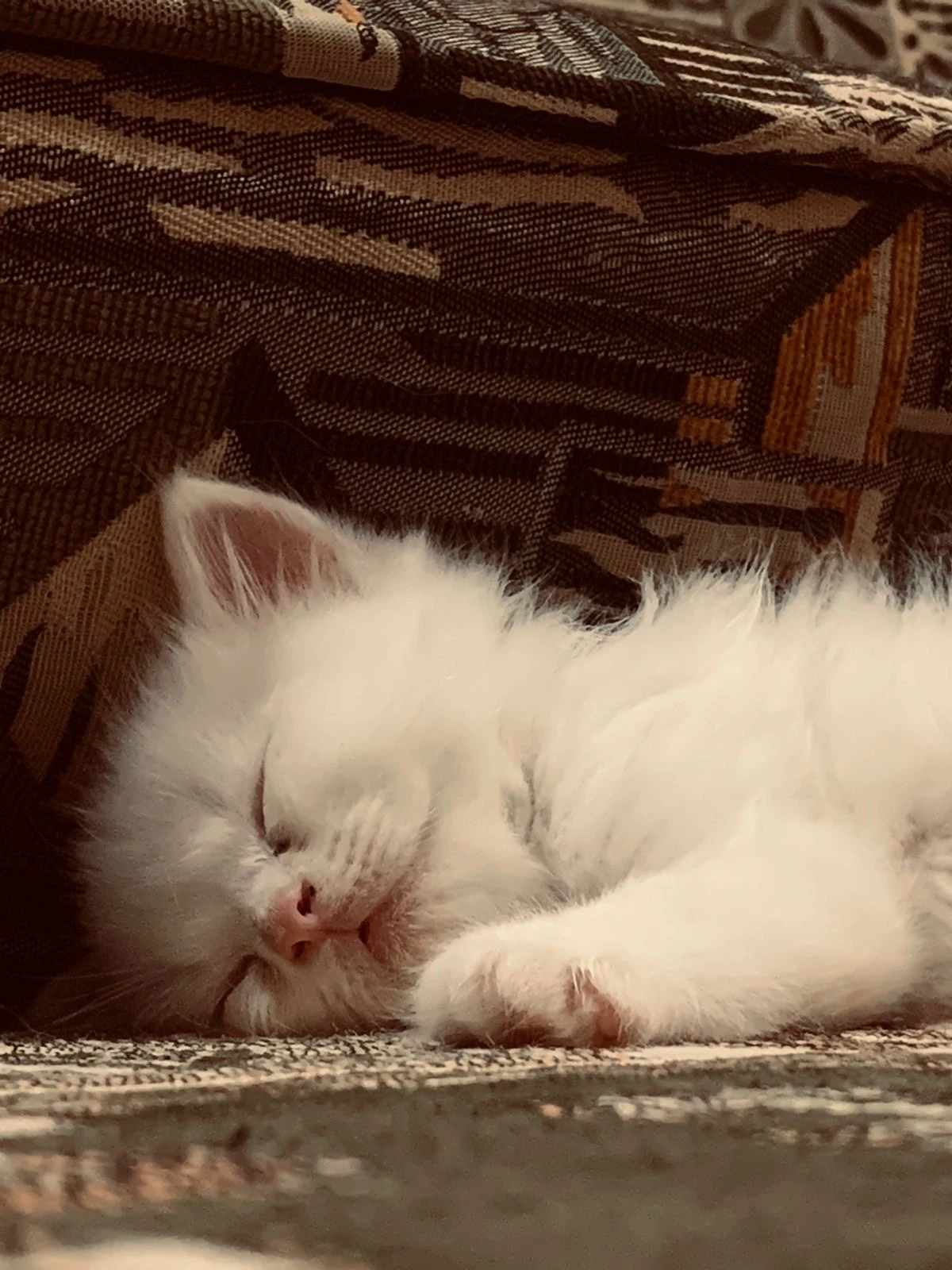 Persian kitten