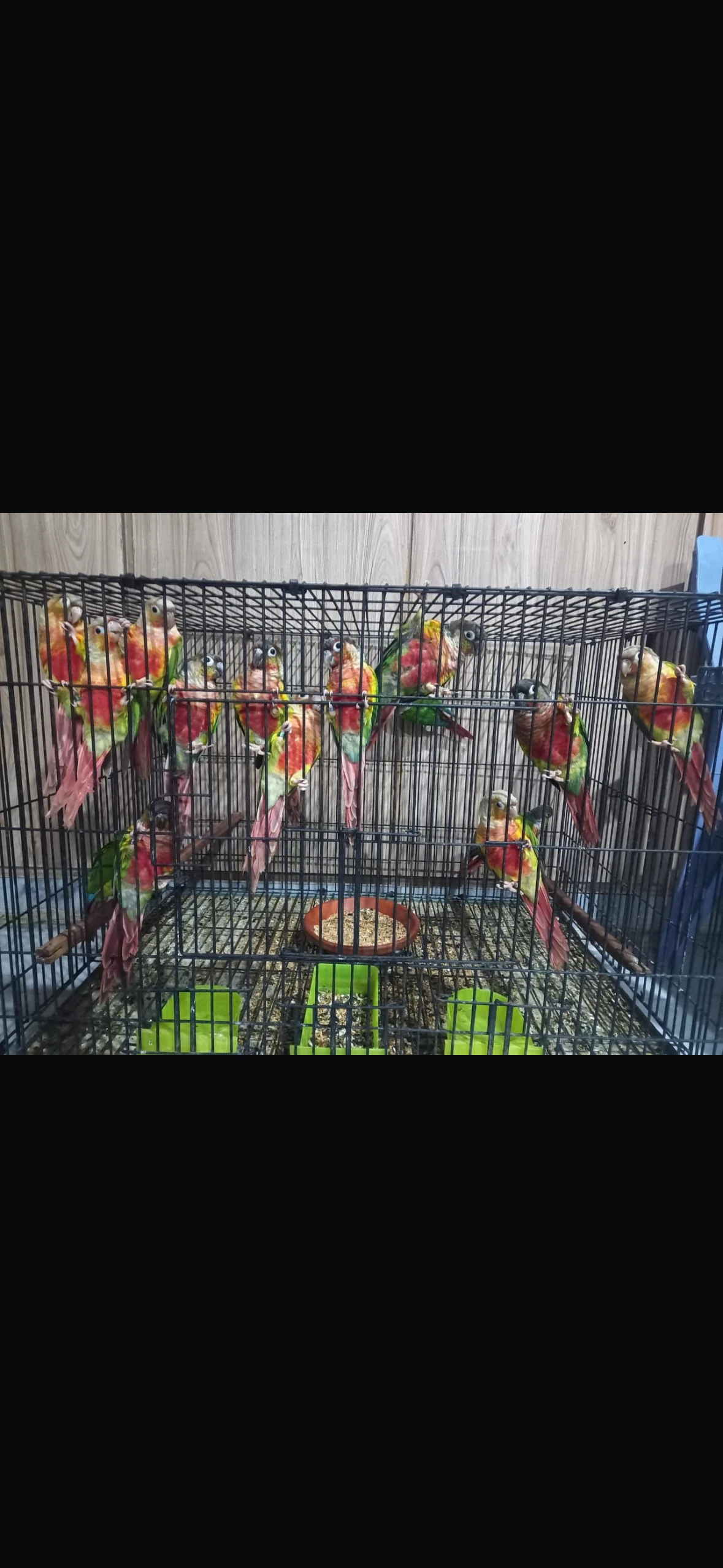 conures