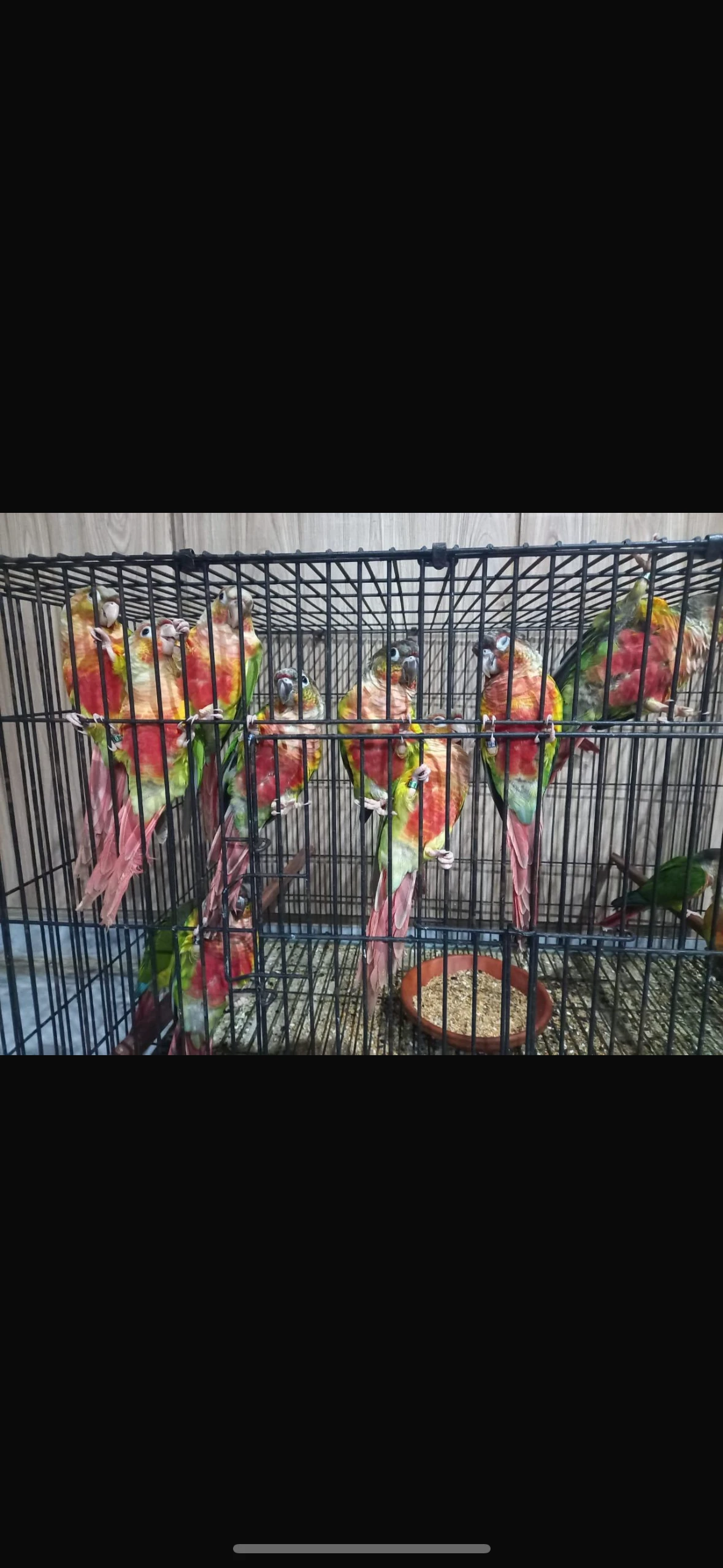 conures