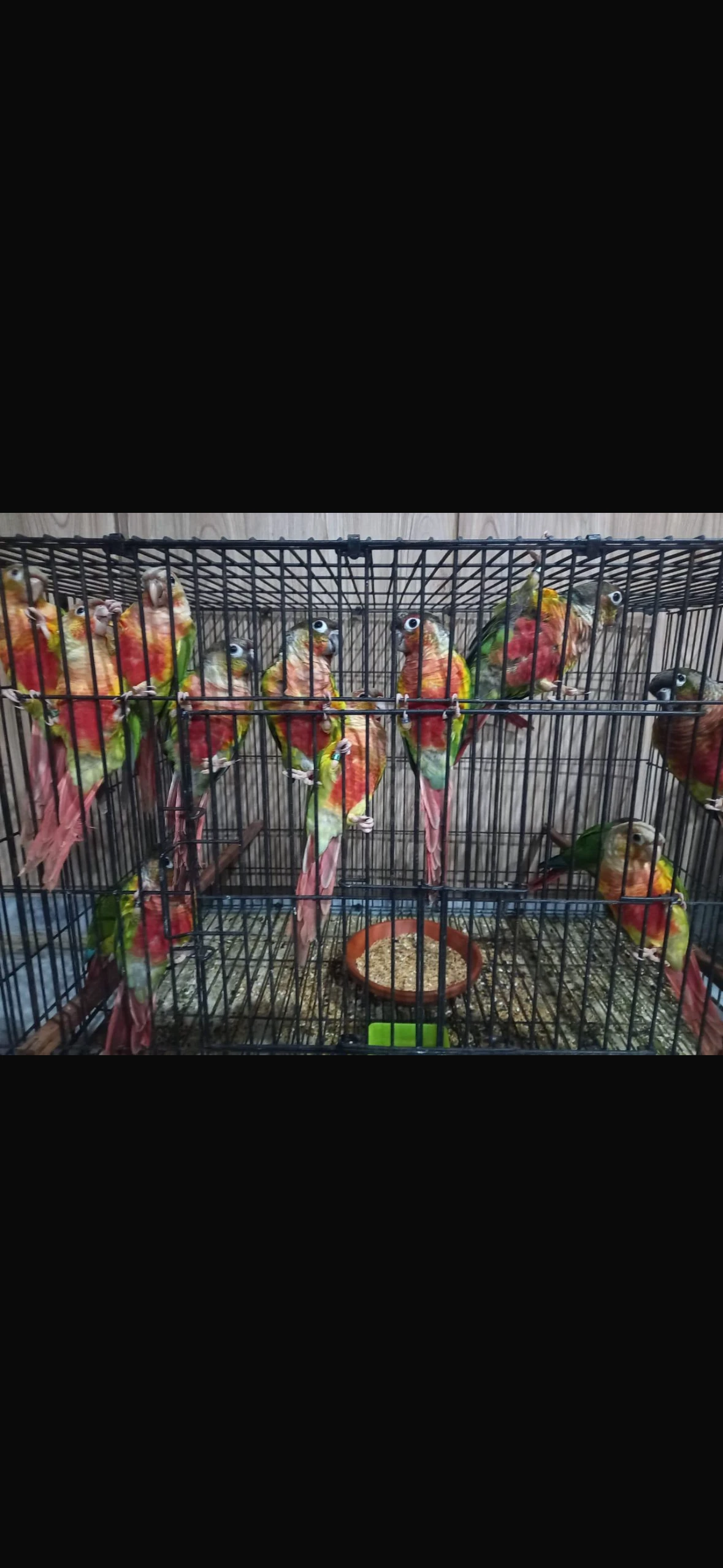 conures