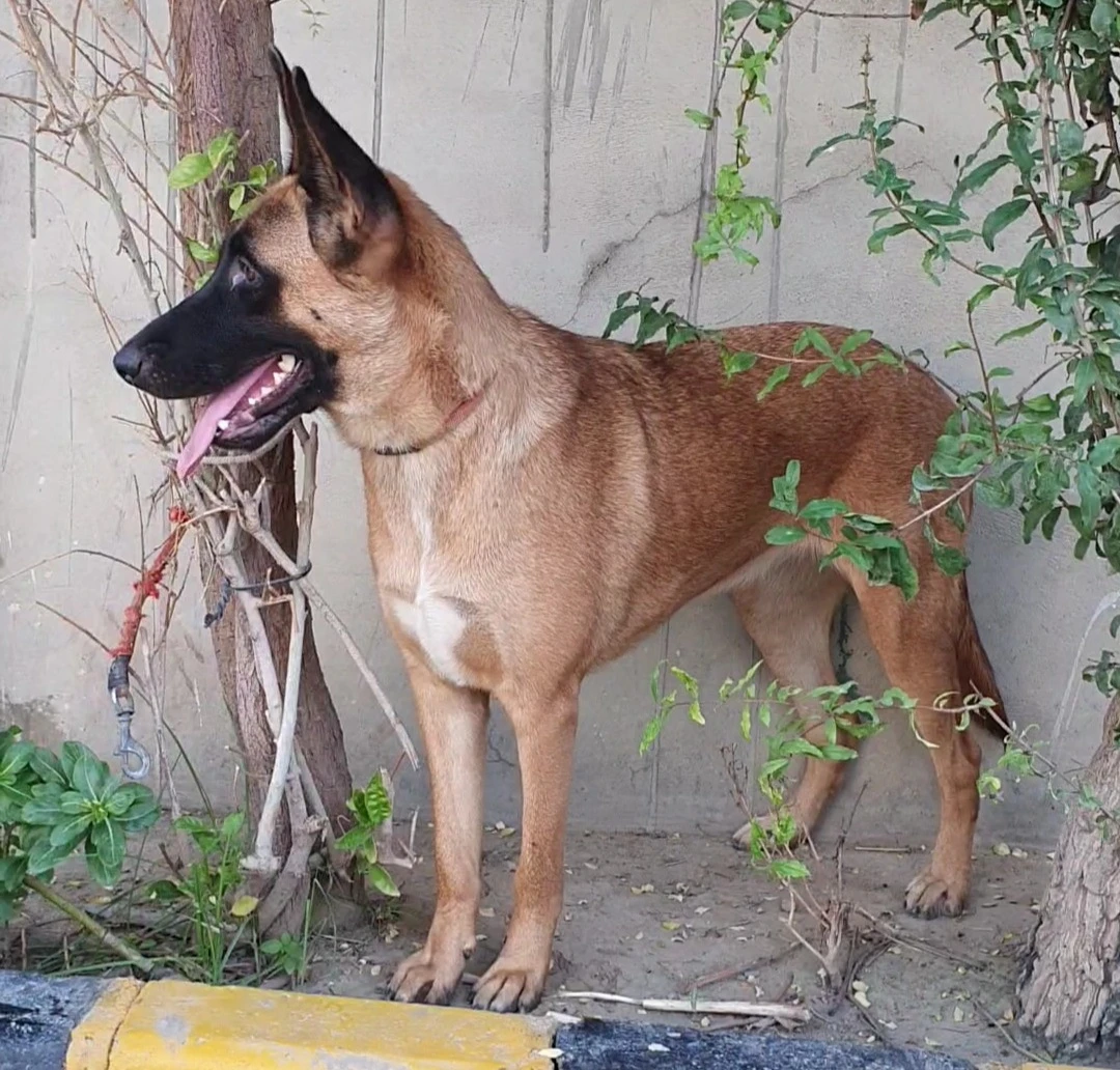 Belgian Malinois