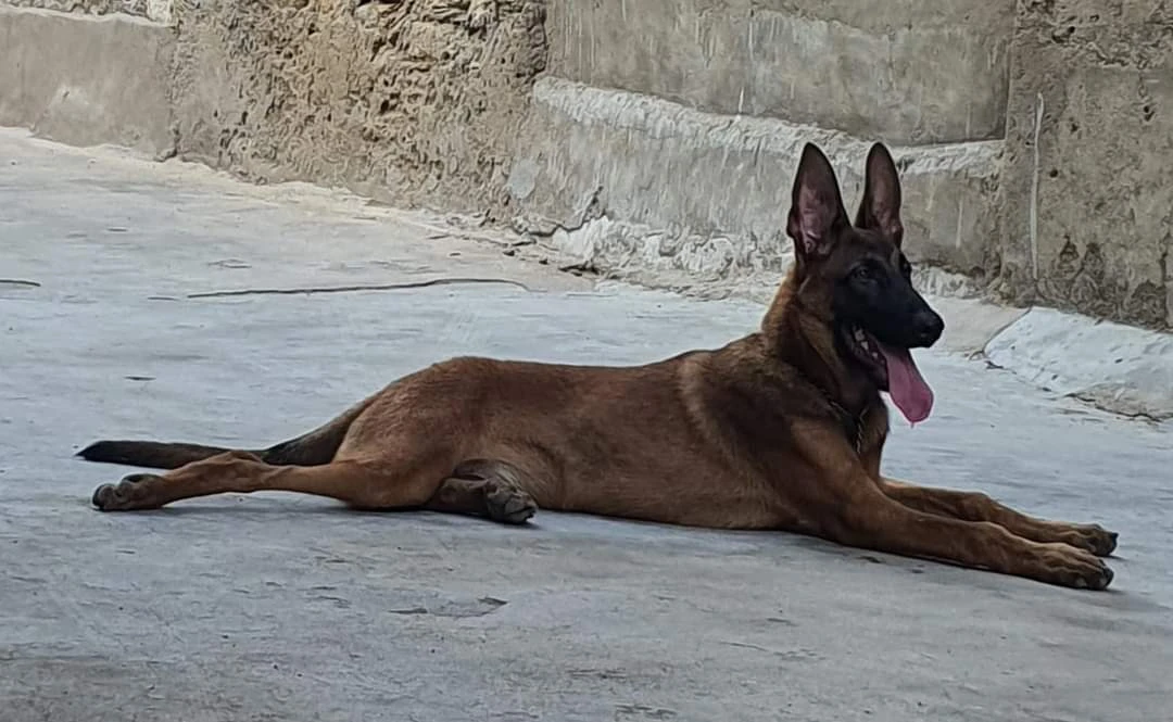 Belgian Malinois