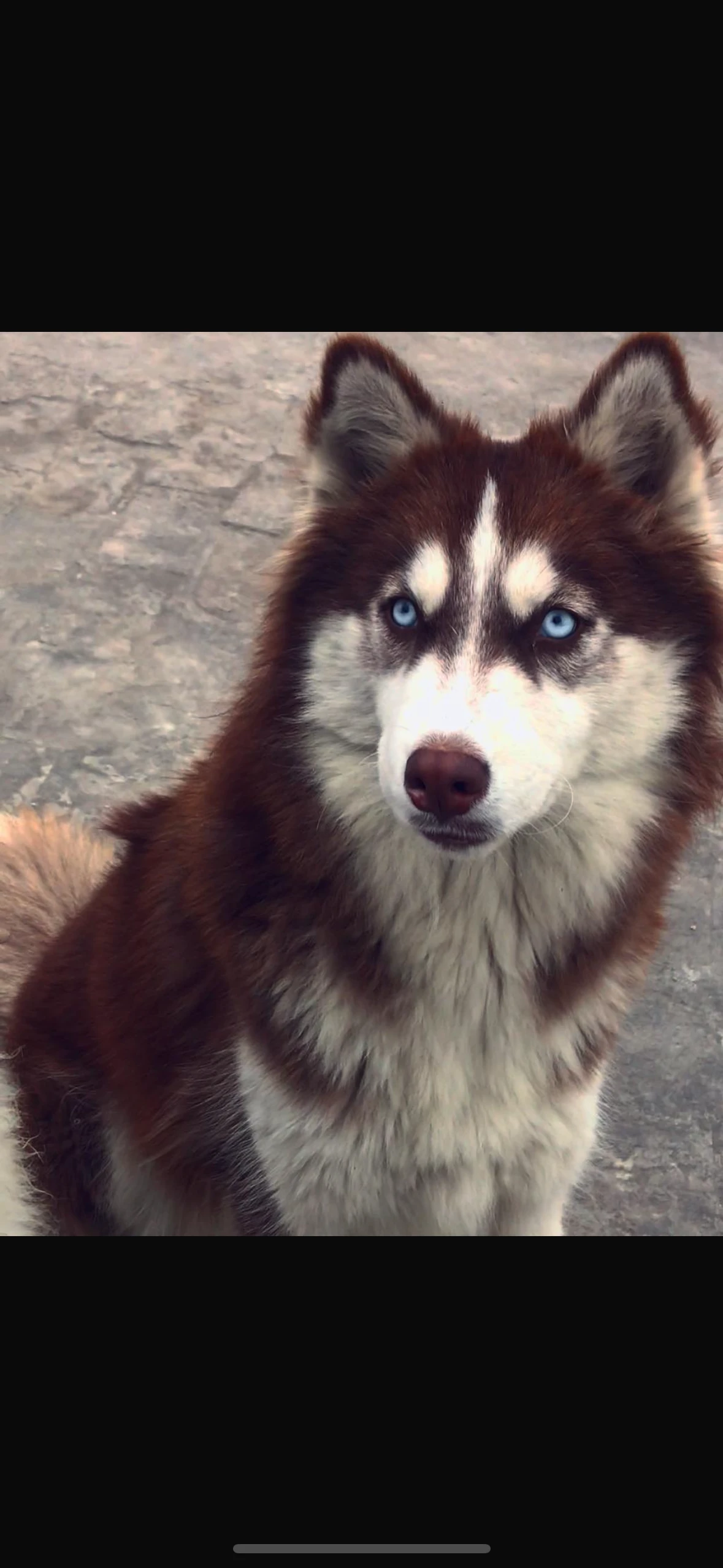 Husky male