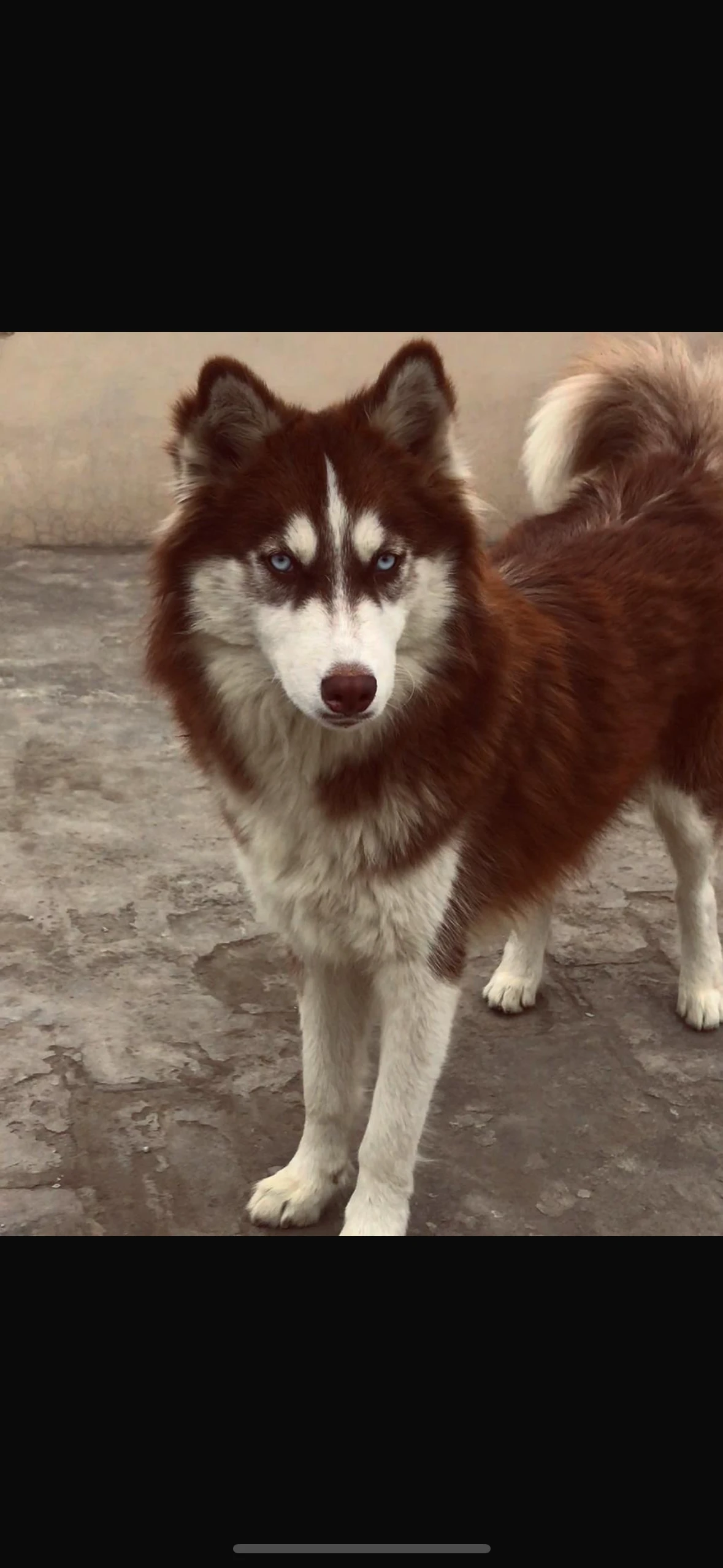 Husky male