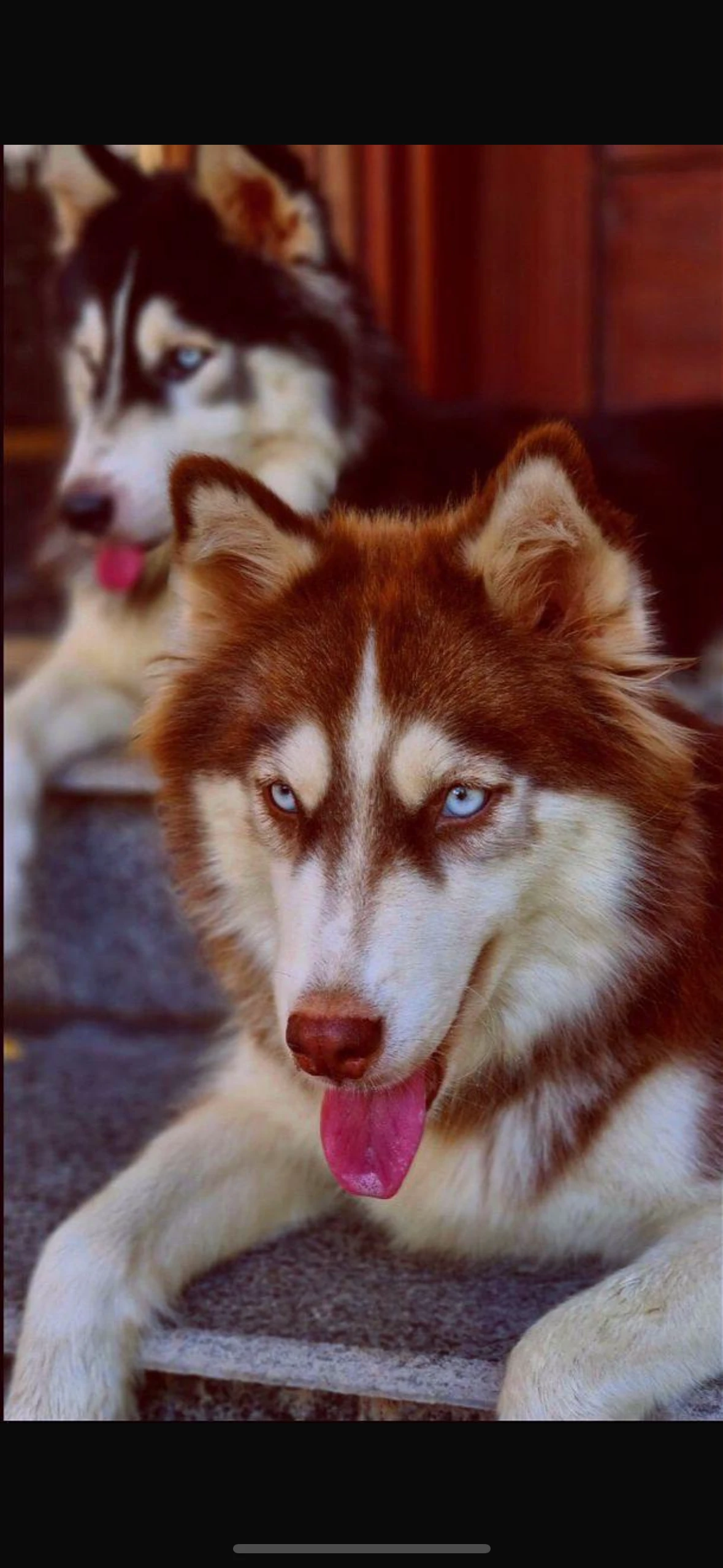 Husky female