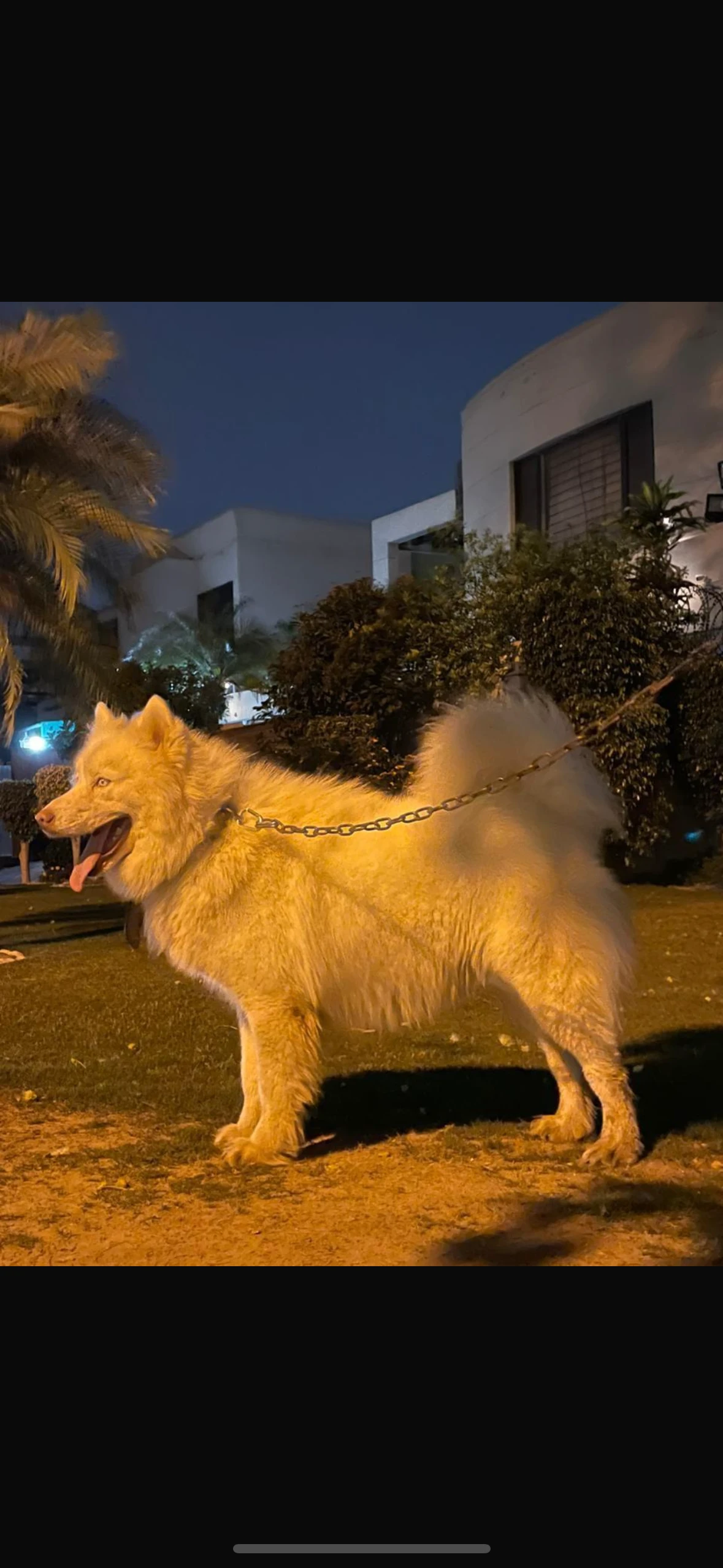 White husky