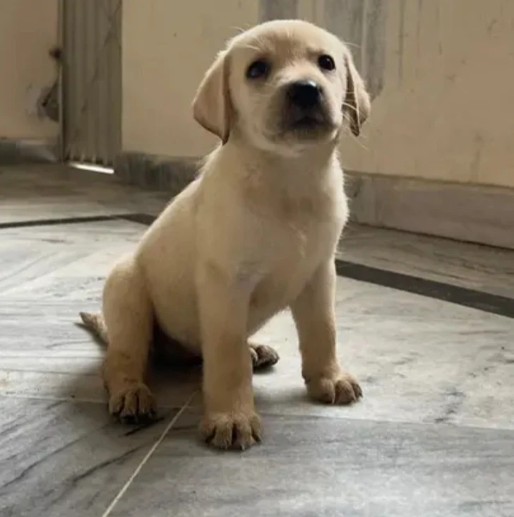 Wanted Labrador Female Puppy