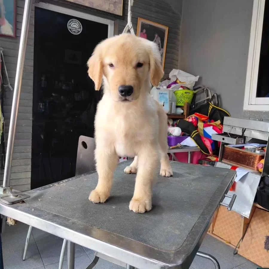 Wanted Golden retriever puppies