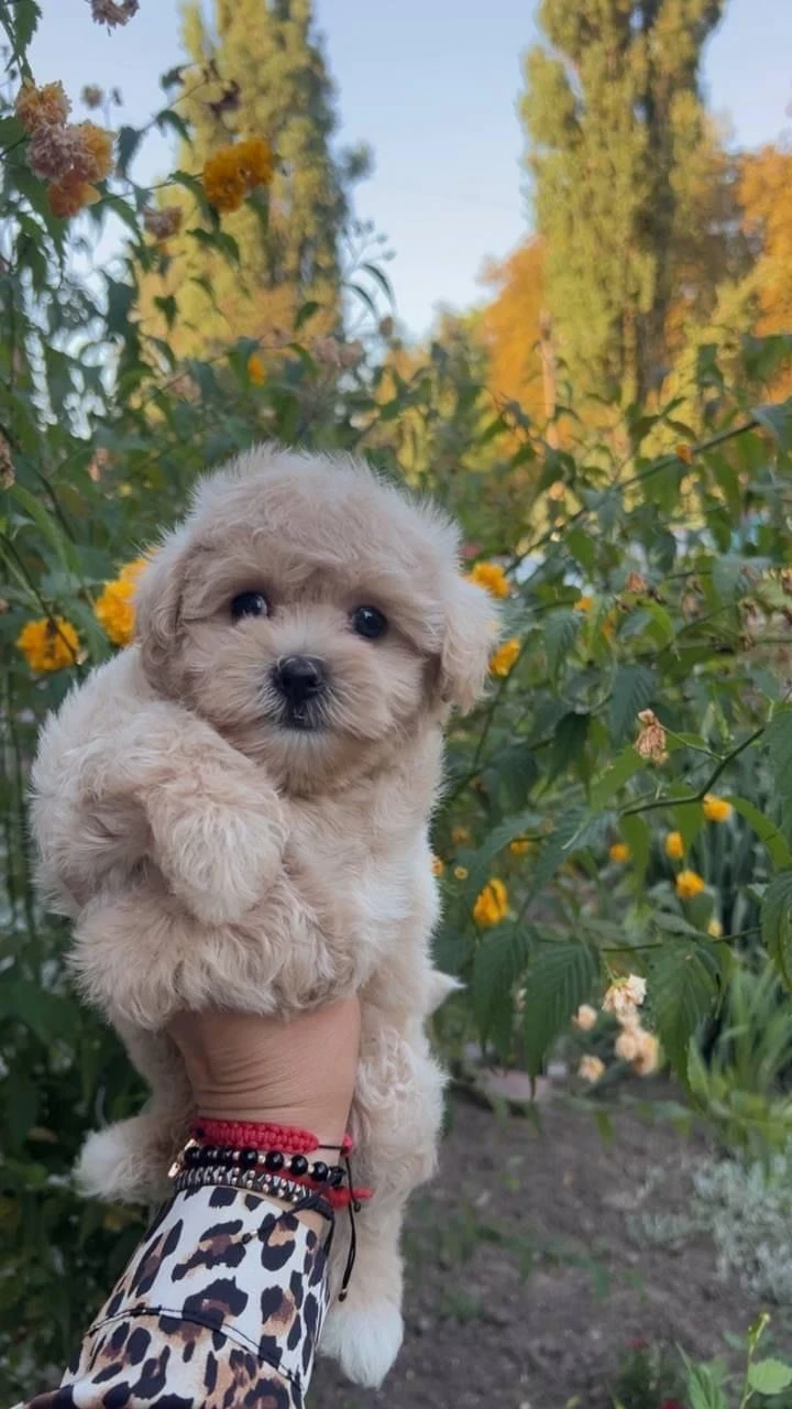 Looking for Maltipoo puppies-Image 2