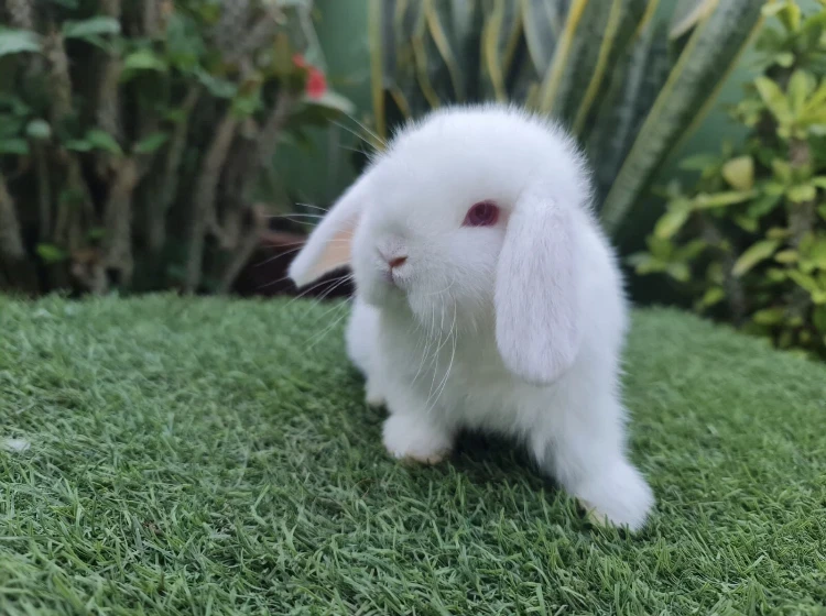 Lop Bunnies Rabbit For Sale