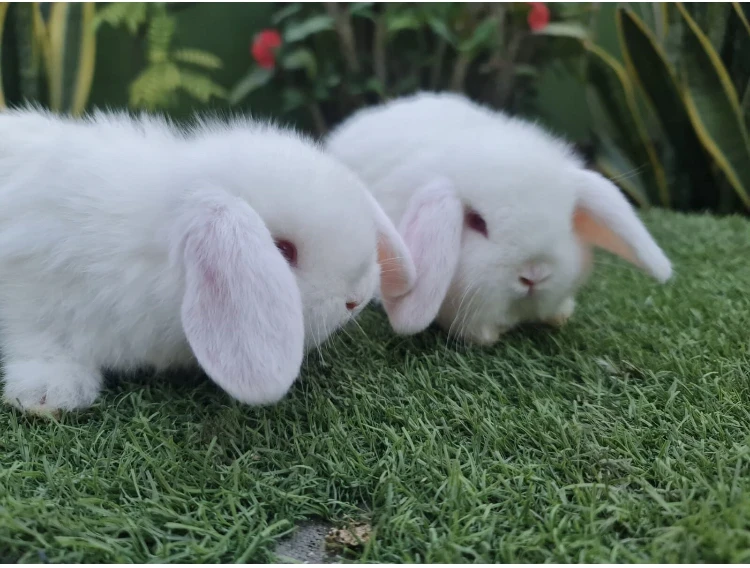 Lop Bunnies Rabbit For Sale