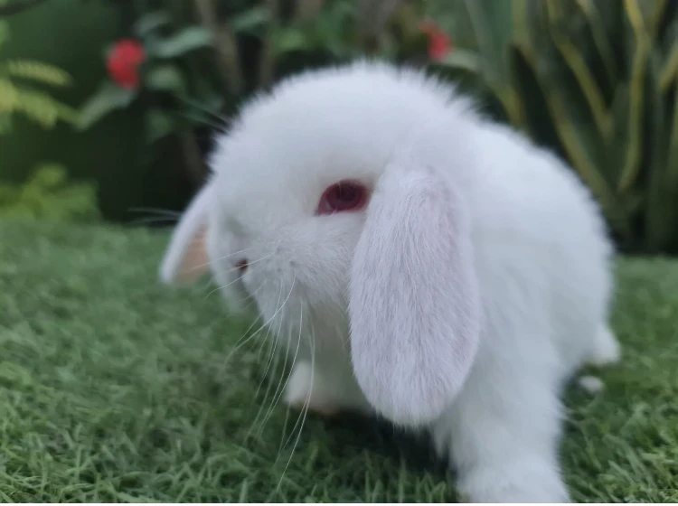 Lop Bunnies Rabbit For Sale