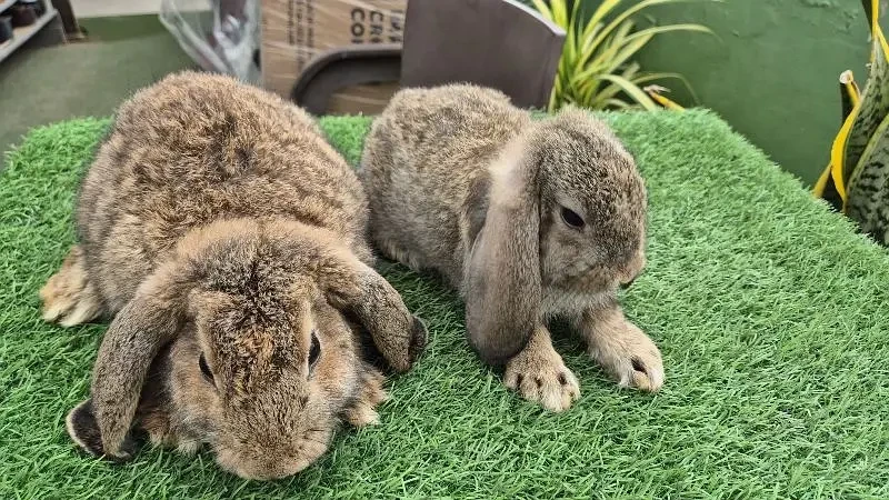 Bunnies lop Rabbit For Sale