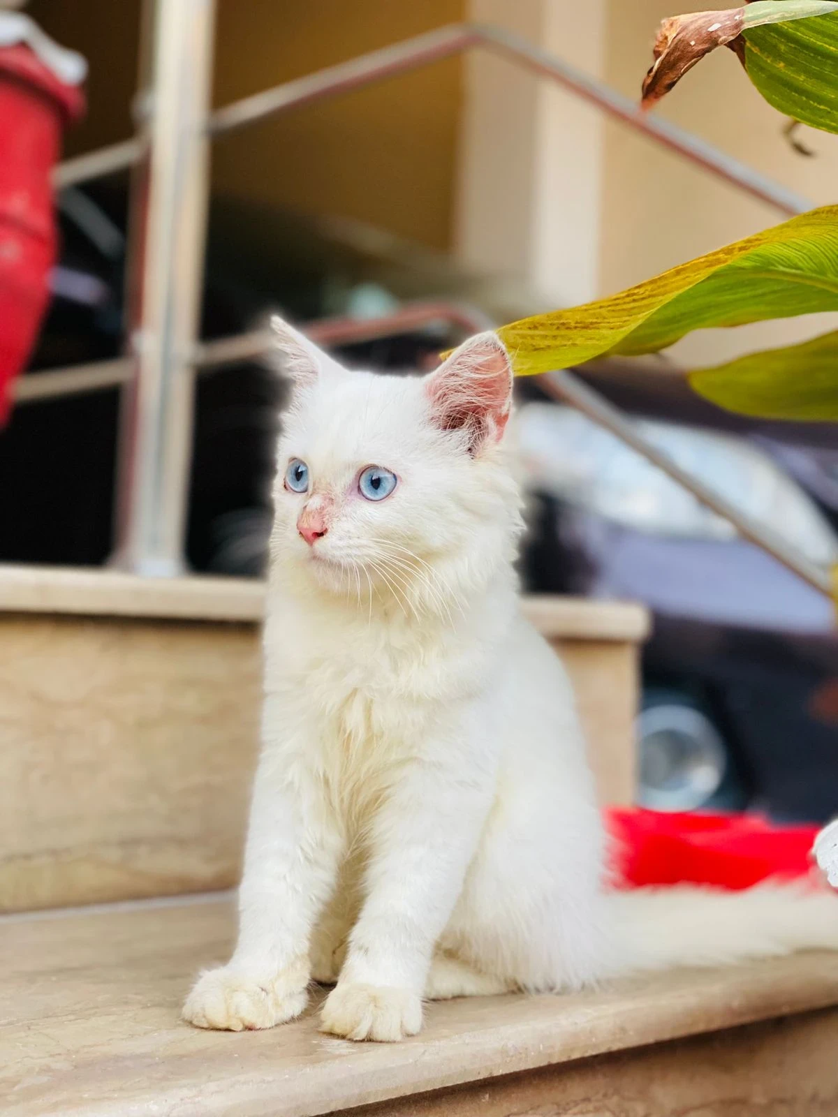 Pure white persian male kitten