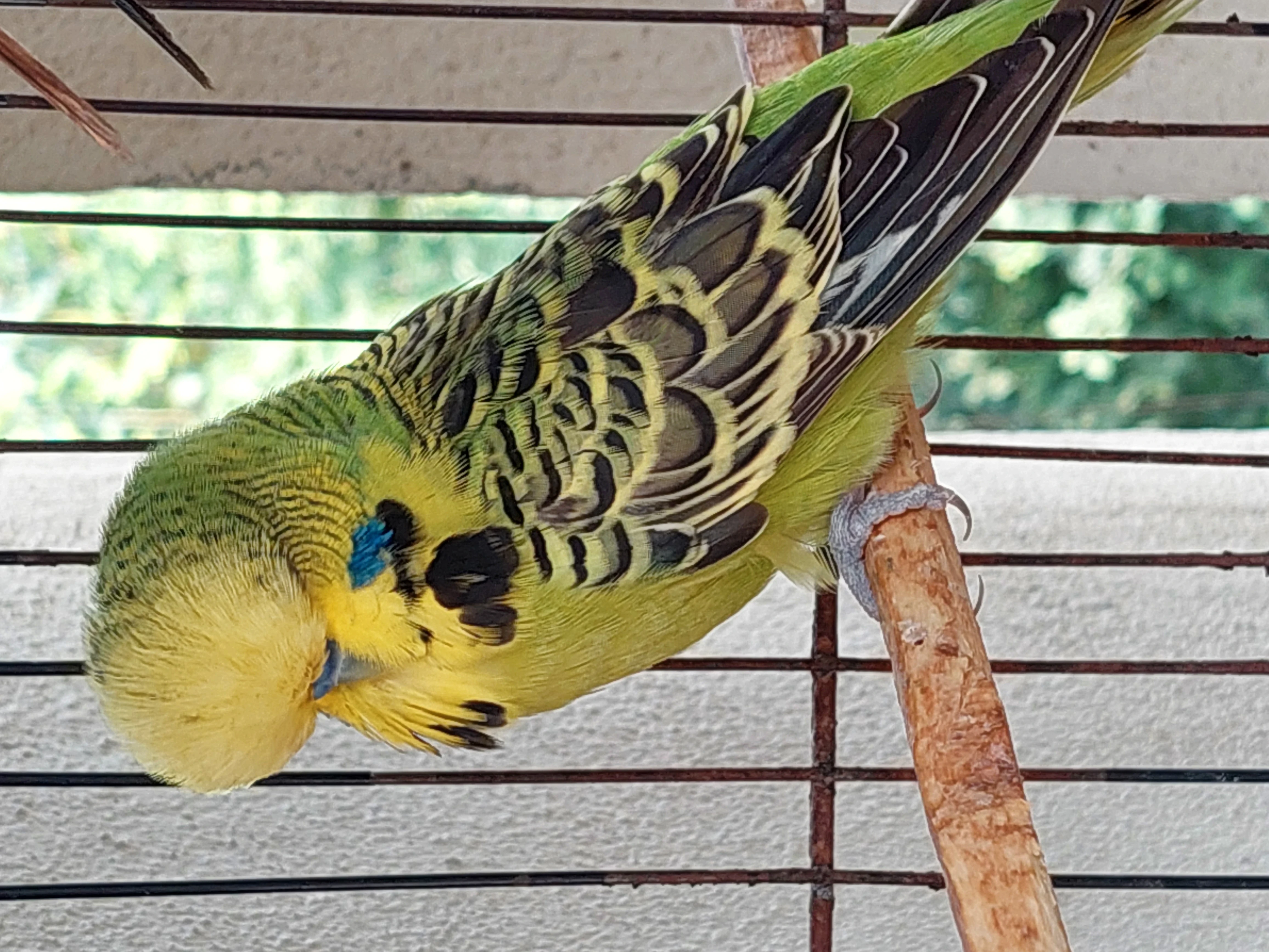 Budgerigar For Sale