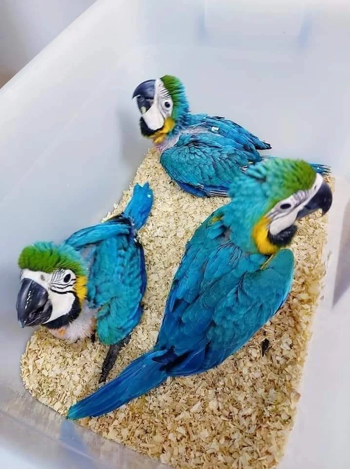 Blue and gold chicks macaw parrot for sale