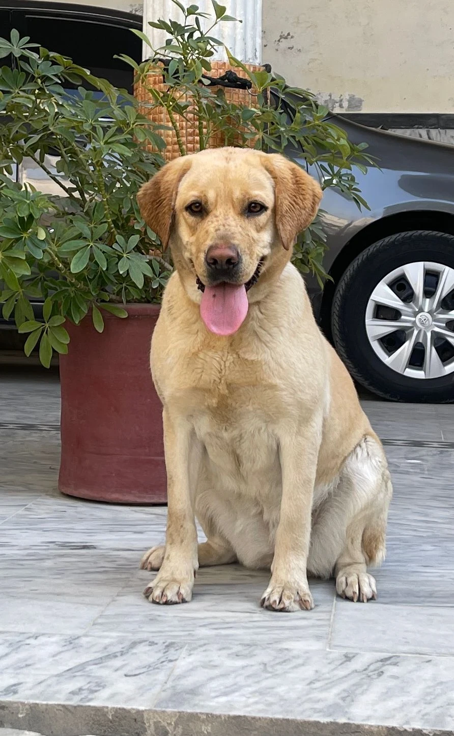 British Labrador