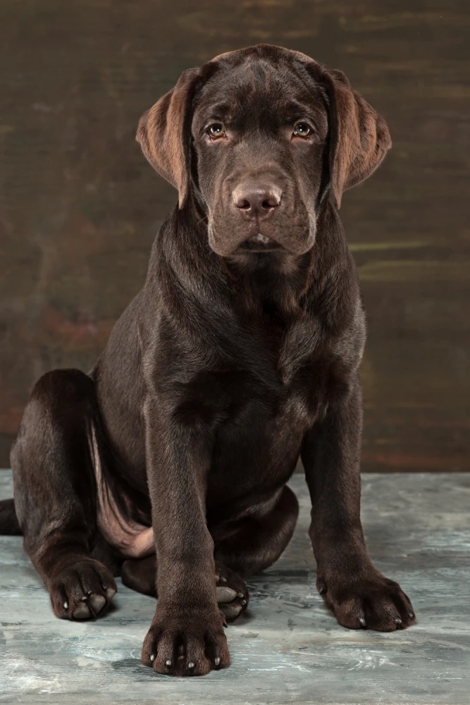 Chocolate Brown labrador For Sale