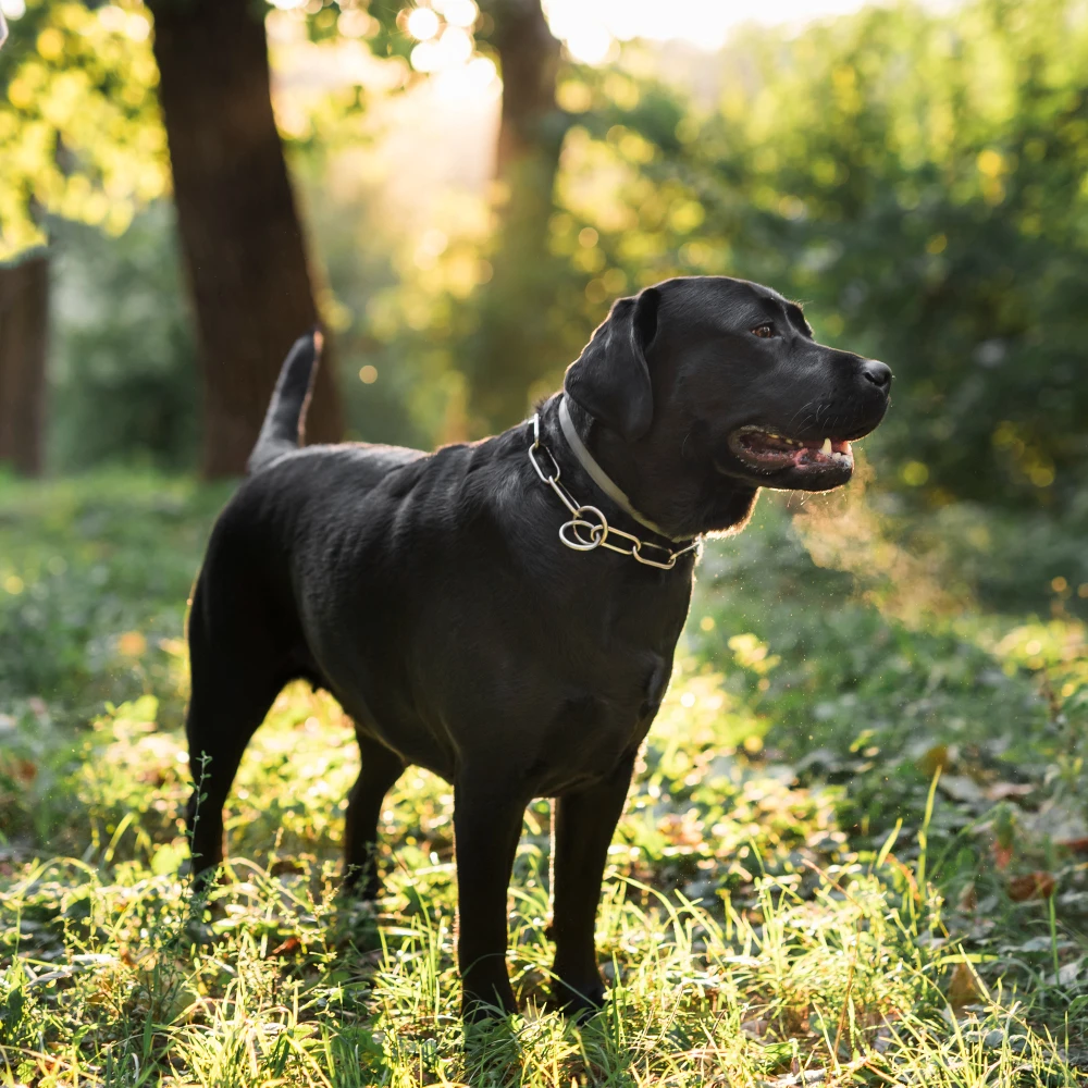 Black labrador For Sale