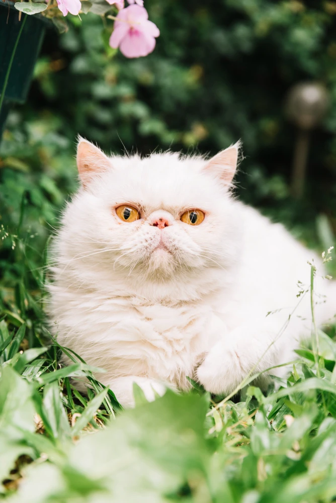 Wanted White Persian Cat